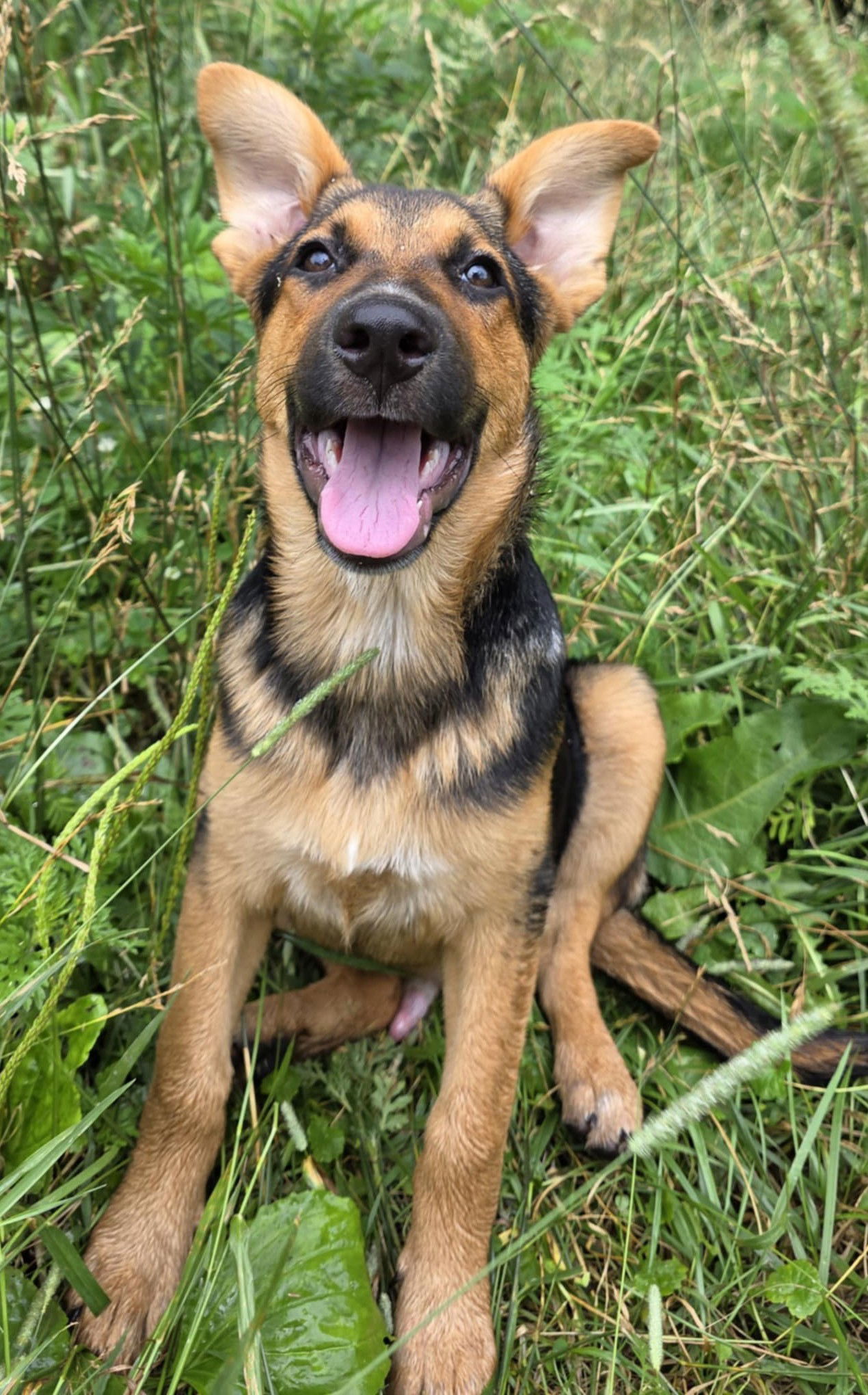 Maxwell GSD