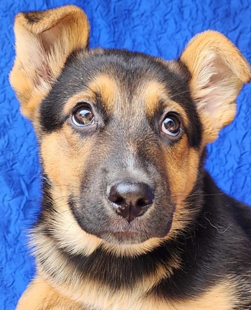 Maxwell GSD