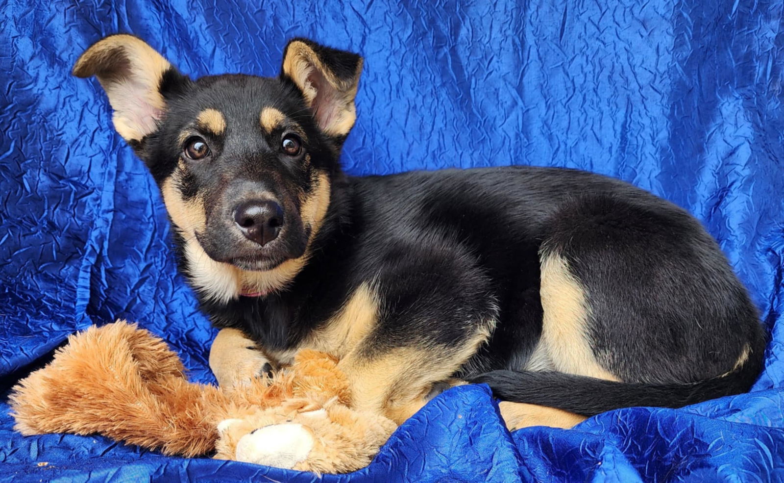 Marlene GSD
