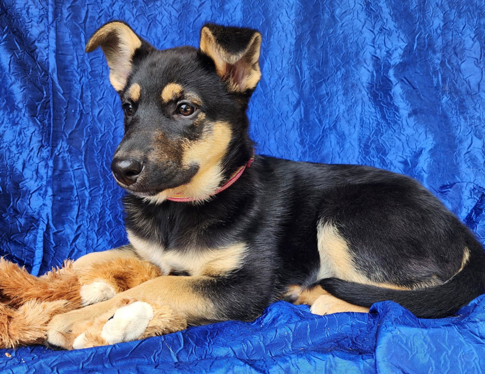Marlene GSD