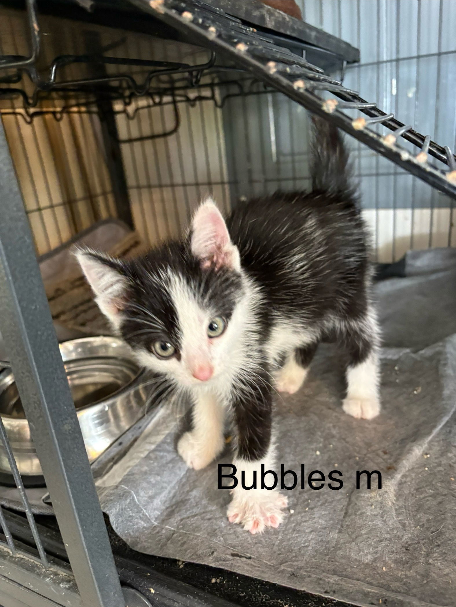 Bubbles (th)