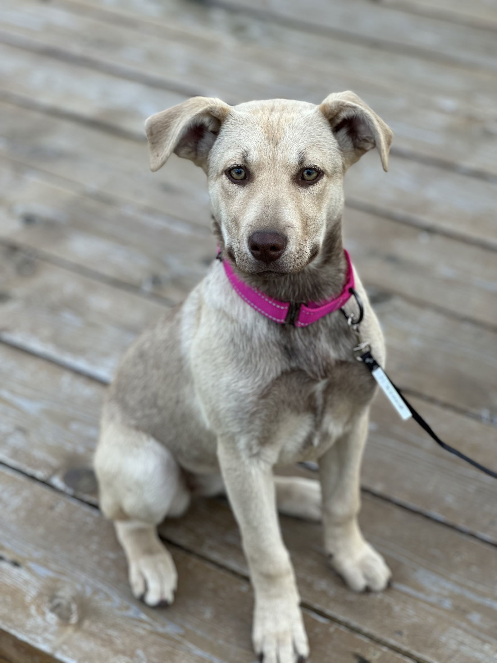 Zara, an adoptable Mixed Breed in Polson, MT, 59860 | Photo Image 1
