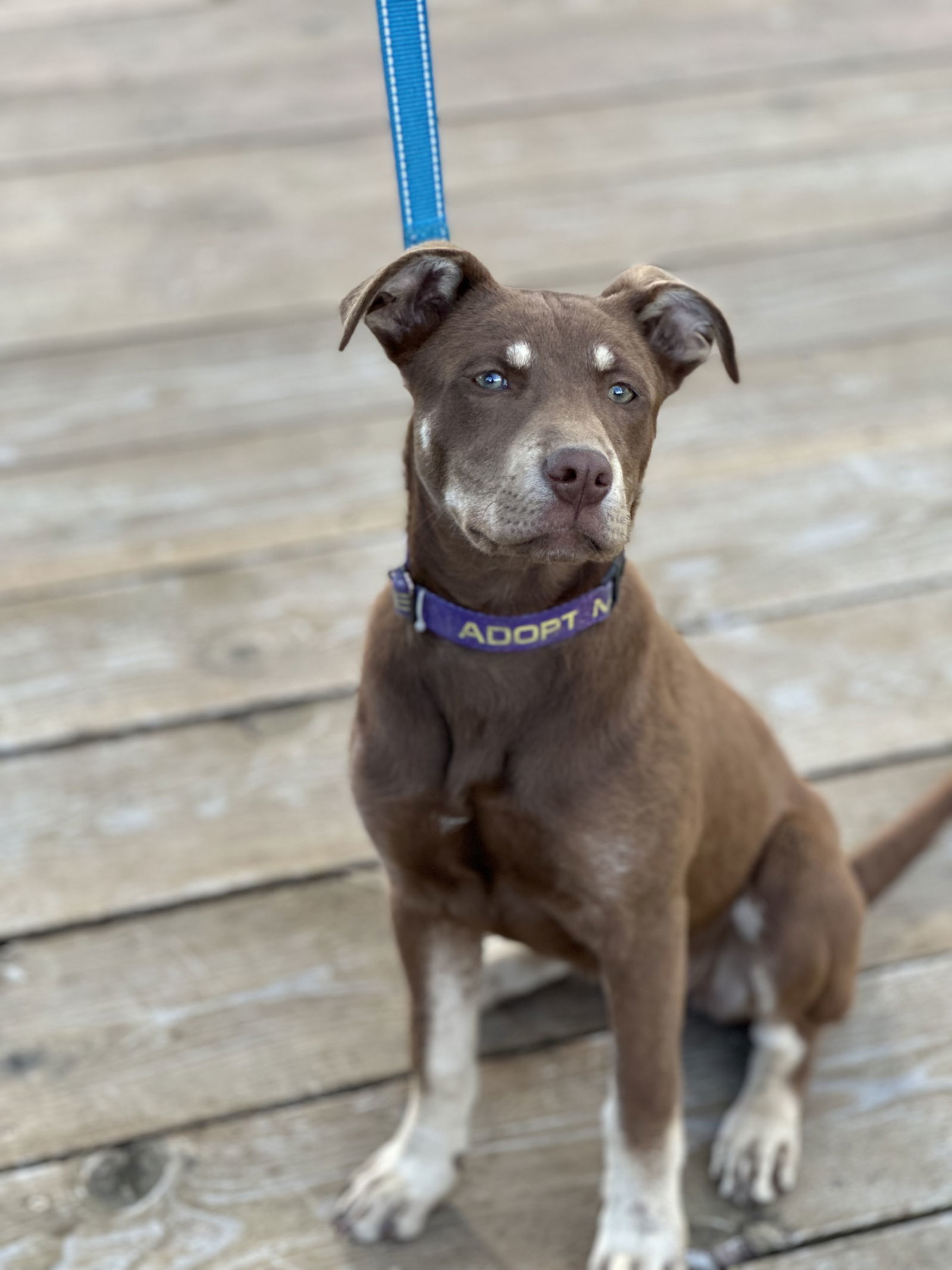 Zoe, an adoptable Mixed Breed in Polson, MT, 59860 | Photo Image 1