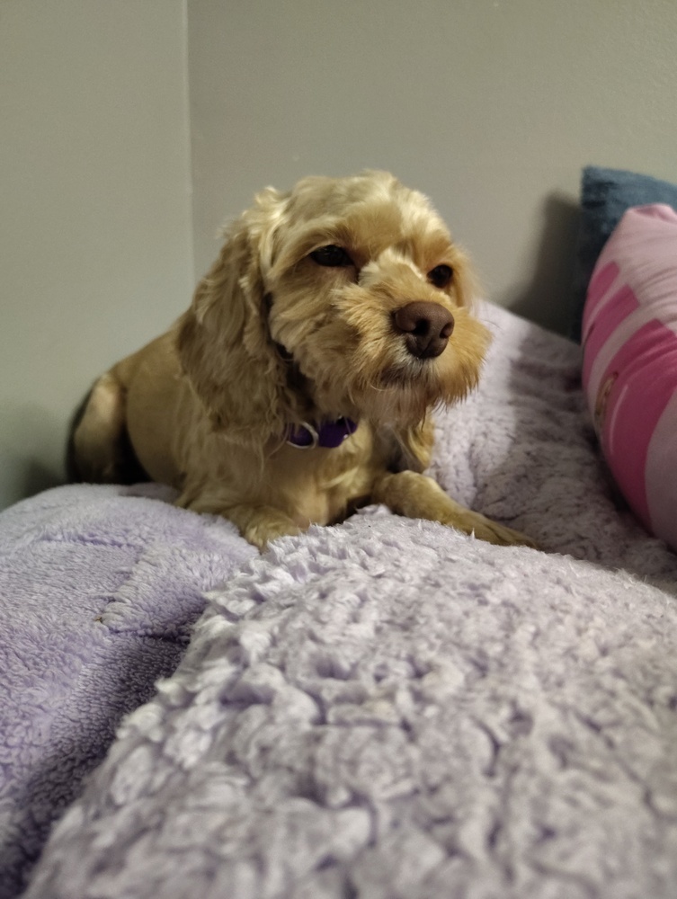 Susie, an adoptable Cockapoo in Plymouth, MI, 48170 | Photo Image 1