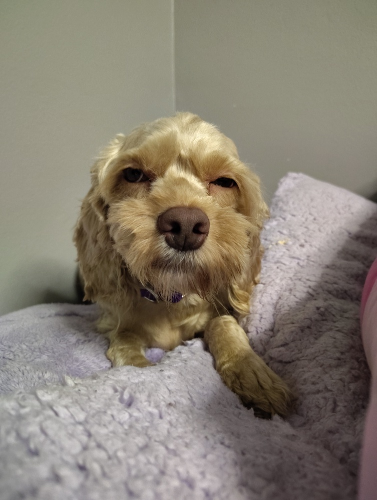 Susie, an adoptable Cockapoo in Plymouth, MI, 48170 | Photo Image 2