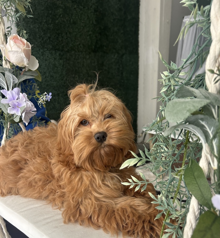 Sally, an adoptable Cockapoo in Plymouth, MI, 48170 | Photo Image 2