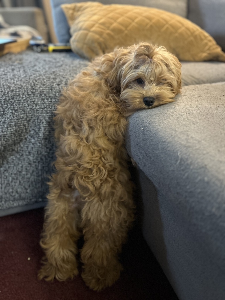 Sally, an adoptable Cockapoo in Plymouth, MI, 48170 | Photo Image 3