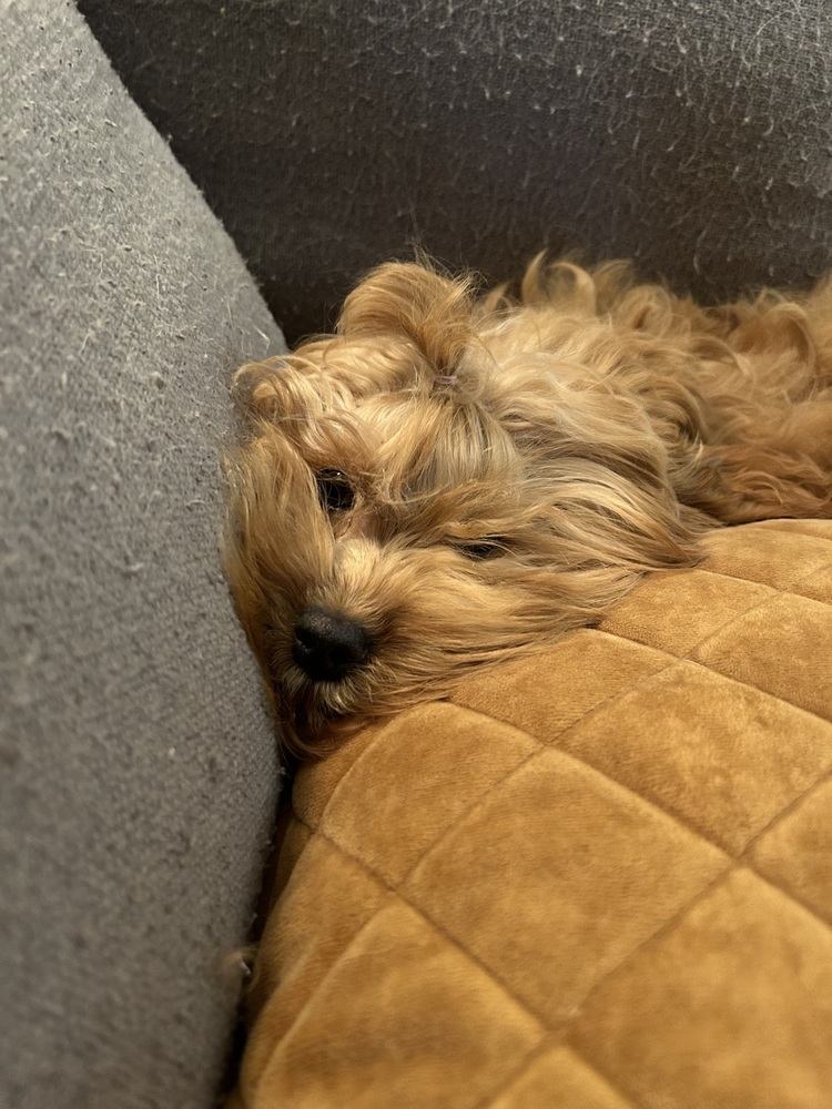 Sally, an adoptable Cockapoo in Plymouth, MI, 48170 | Photo Image 4