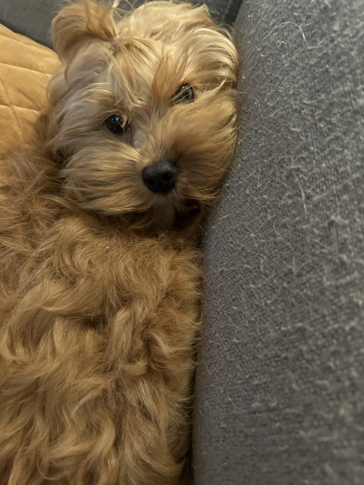 Sally, an adoptable Cockapoo in Plymouth, MI, 48170 | Photo Image 5