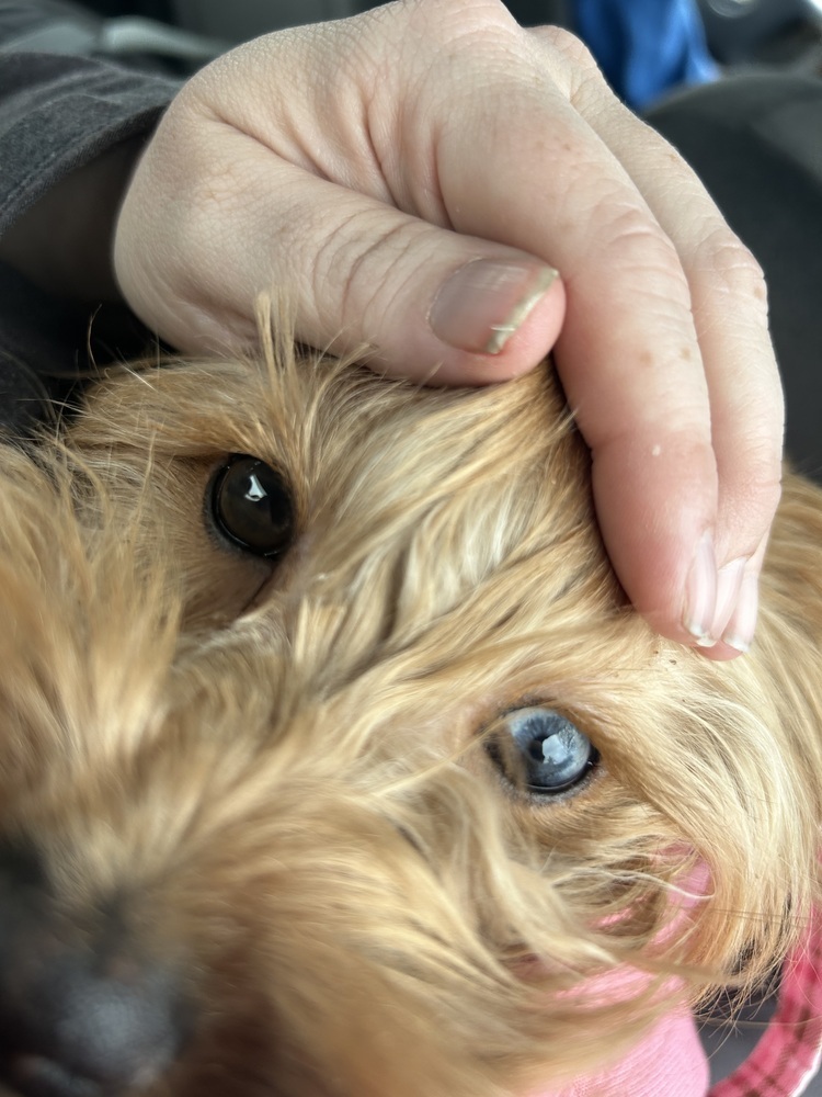 Sally, an adoptable Cockapoo in Plymouth, MI, 48170 | Photo Image 6