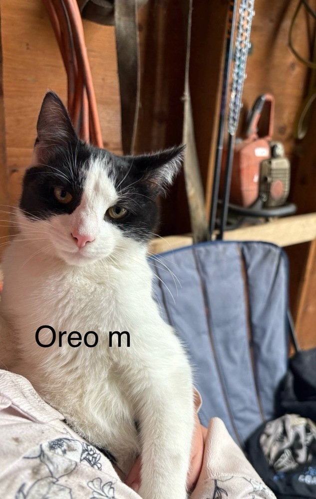 Oreo