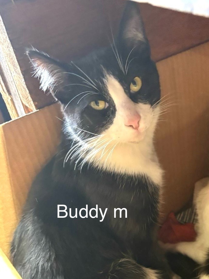 Buddy