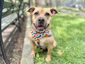 Base Mixed Breed Dog
