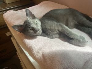Zeus, Baby Male unknown
