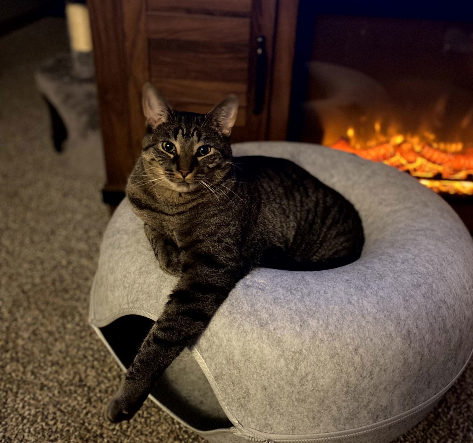 Garfunkel, an adoptable Domestic Short Hair, Tabby in Traverse City, MI, 49686 | Photo Image 2