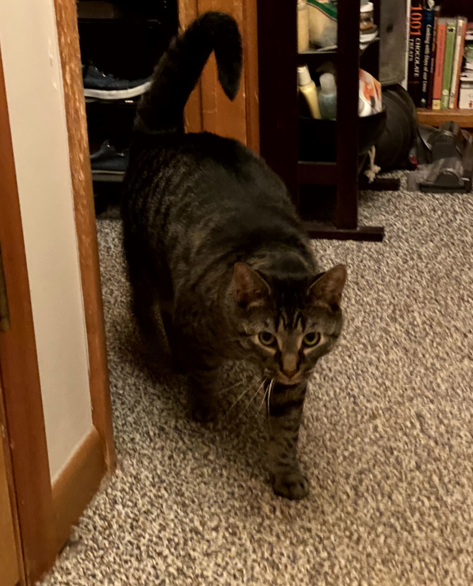 Garfunkel, an adoptable Domestic Short Hair, Tabby in Traverse City, MI, 49686 | Photo Image 3