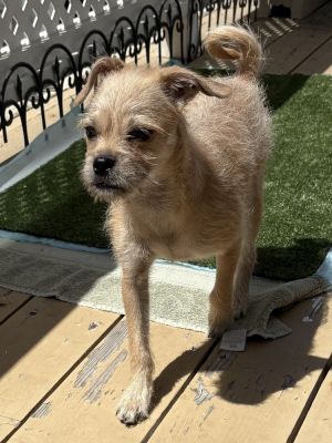 Nova Lynn, Baby Female Pug