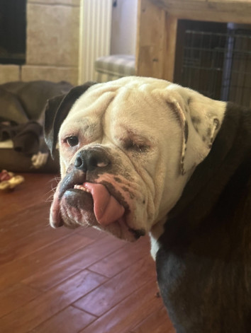 Winston