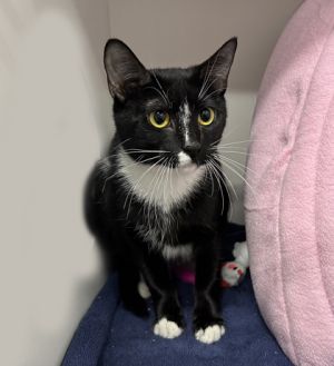 Laurel, Adult Female Domestic Short Hair