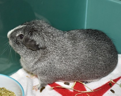 TRUFFLE