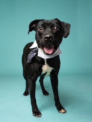 Bugsy, Adult Male Pit Bull Terrier