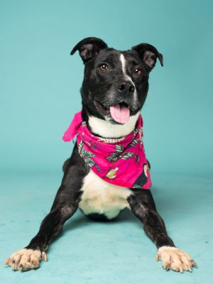 Meet Mavis - the sweetest senior girl whos ready to find her forever home or a long-term foster Th