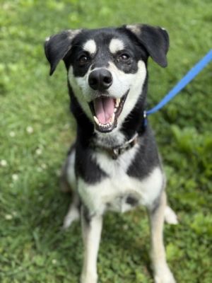 Meet Mr Bagel This easygoing pup is the opposite of plain He is described by our volunteers as fr