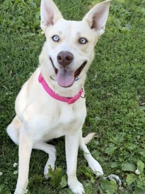 Meet Skylar Skylar knows how to sit Skylar wants to play and be silly all day long She loves play