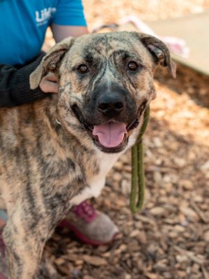 Drako Malfoy- TA ADOPTED Mixed Breed Dog