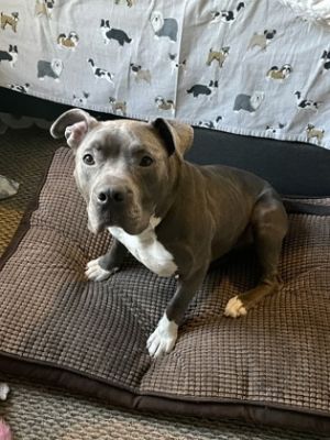 Clifford, Adult Male Mixed Breed