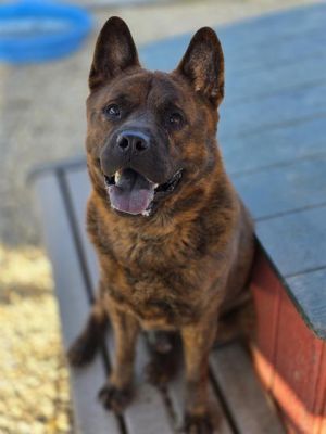 SIMBA, Adult Male Chow Chow