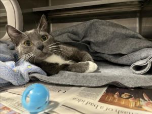 GIGI, Young Female Domestic Short Hair