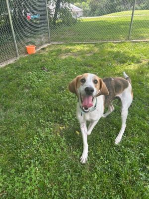 Dash, Adult Male Foxhound