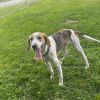 Dash photo 3