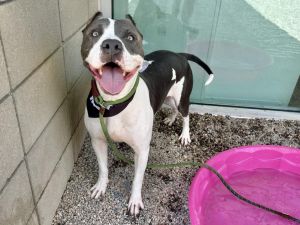 ZEUS, Adult Male Pit Bull Terrier