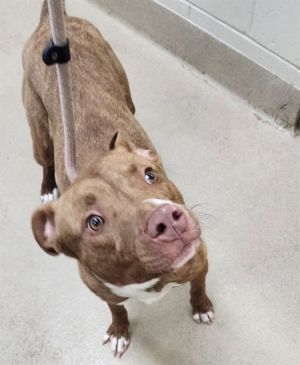 SCOTCHED EGG, Young Male Pit Bull Terrier