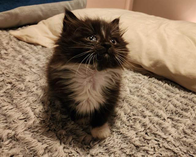 OZ