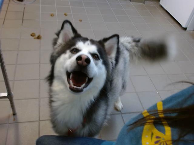 ZEUS