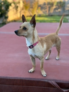 REMI