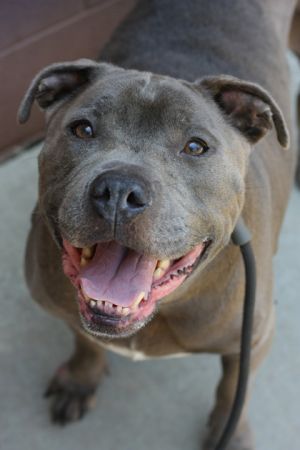Booger Mixed Breed Dog