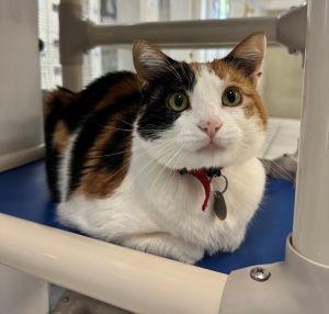 Primary Color Calico Weight 127lbs Age 10yrs 0mths 2wks Animal has been Spay