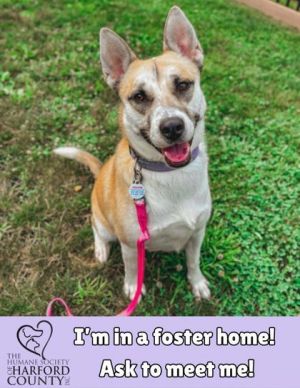 Angel, Adult Female Mixed Breed