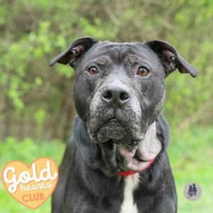 Eugene, Senior Male Pit Bull Terrier