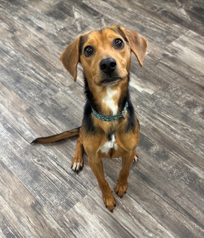 Patrick, an adoptable Beagle, Mixed Breed in Willmar, MN, 56201 | Photo Image 1