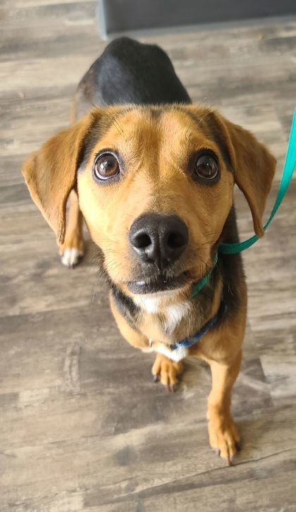 Patrick, an adoptable Beagle, Mixed Breed in Willmar, MN, 56201 | Photo Image 2