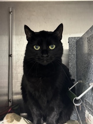 Maggie, an adoptable Domestic Medium Hair, Domestic Short Hair in Rhinelander, WI, 54501 | Photo Image 1