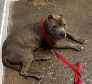 Stewart(Stewie), Adult Male Terrier