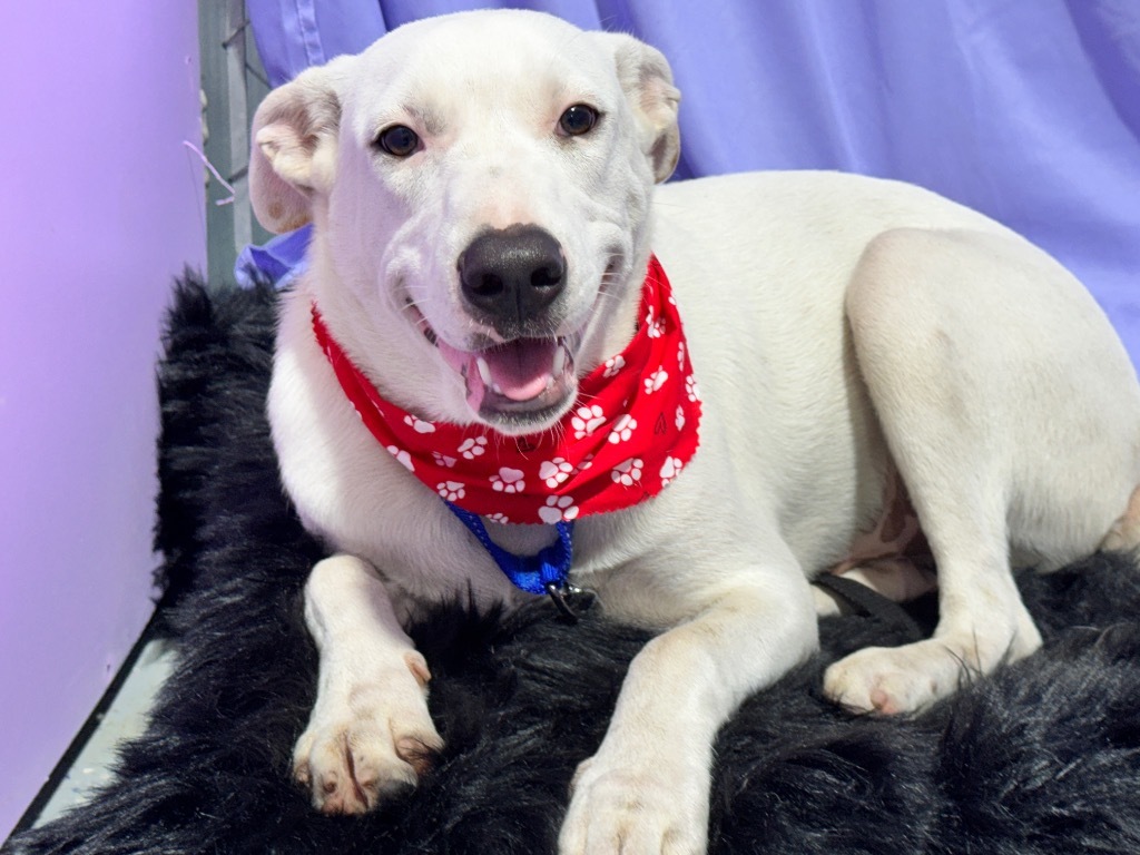Snowy, an adoptable Labrador Retriever, Foxhound in Jacksonville, FL, 32225 | Photo Image 2