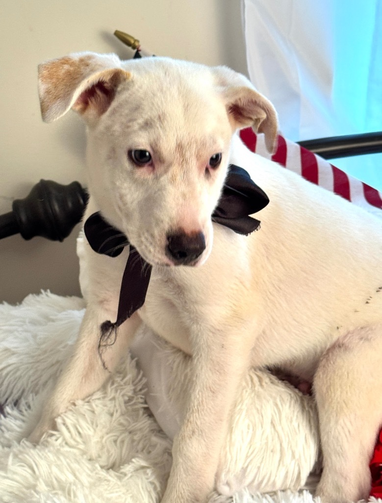 Snowy, an adoptable Labrador Retriever, Foxhound in Jacksonville, FL, 32225 | Photo Image 3
