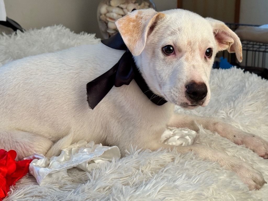 Snowy, an adoptable Labrador Retriever, Foxhound in Jacksonville, FL, 32225 | Photo Image 4